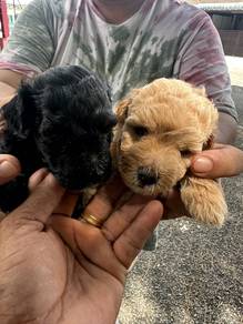 Poodle Puppy