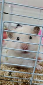 Hamster for adoption