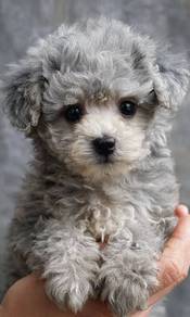 Whimpery Poodle curly coat small medium sized inte