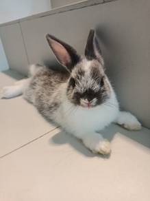 Rabbit Mix untuk di jual