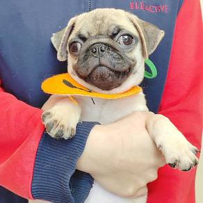 Pug