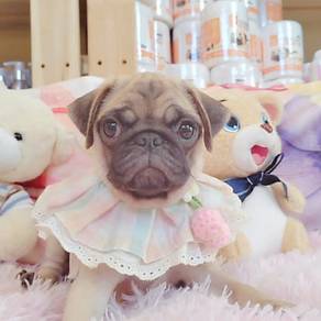 Pug