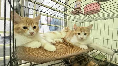 Cat Free Adopt 免费领养