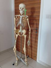Human Skeleton 