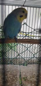 Burung