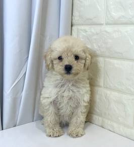 J0384 Poodle Soft Coat Puppy