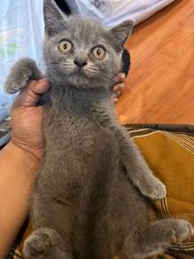 BSH Kitten Rehome