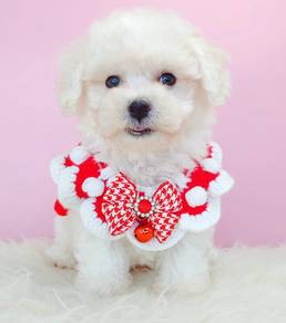 Maltipoo