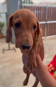 Daschunds Females
