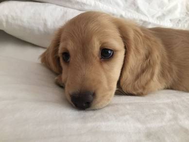 K8301 Floofy Dachsund Cute Hot Dog Puppy Puppy Dog
