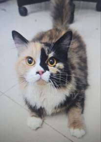 Pure BLH rehome
