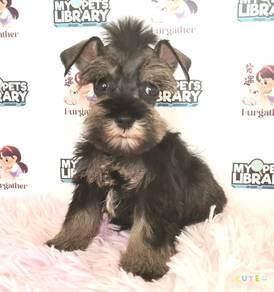 Schnauzer