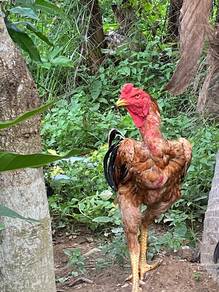 Ayam Oshamo