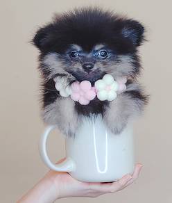 Pomeranian