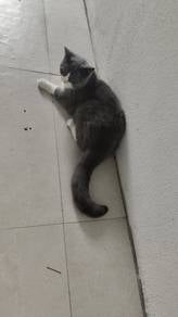 BSH    ( bicolor)