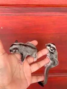 sugar glider male and fmale
