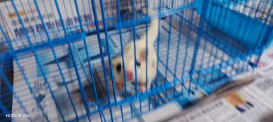 Sugar Glider Leucistic 