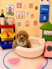 teddy bear tiny toy poodle baby boy
