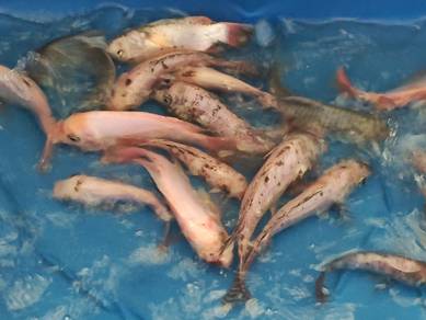 Ikan Talapia
