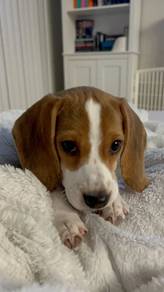 N7036 Charming Beagle Pretty Tan Brow Little Puppy