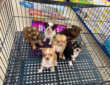 Chihuahua d