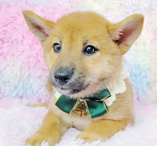 Shiba