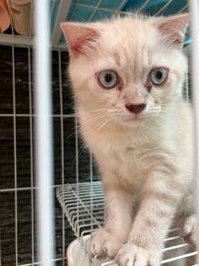 Scottish Fold Munchkin Kitten Mix Bsh