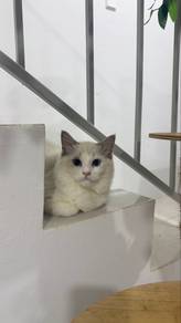 Ragdoll