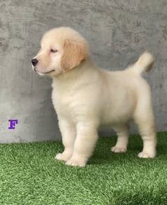 GOLDEN RETRIEVER PUPPIES M809🌻 黃金獵犬 Cream / Gold