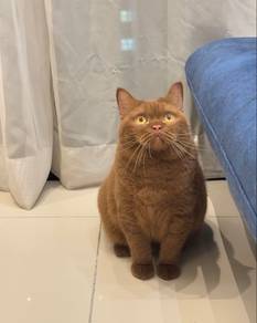 CFA Imported Cinnamon BSH