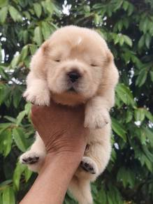 Pure Breed Chow Chow for Booking (M) 纯种松狮犬 男生 开放预订