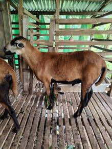 kambing jantan bb
