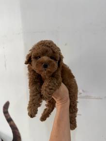 Toy poodle with MKA cert