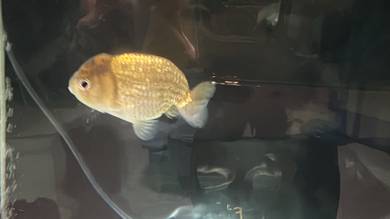 Ranchu Goldfish