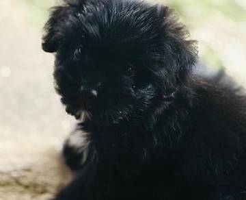 Shih tzu