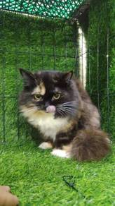 kucing persian kitten