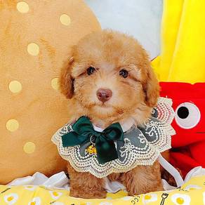 Poodle