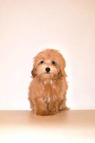 J0793 Maltipoo adorable teddy bear puppy