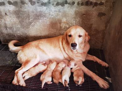 Labrador