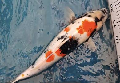 Japan Koi 