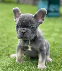 french bully dog