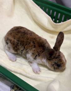 Mini rabbit