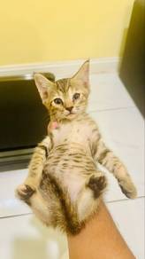Kitten Bengal Mix