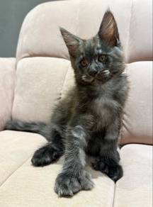 Polydatyle Grey Smoke Mainecoon Jantan
