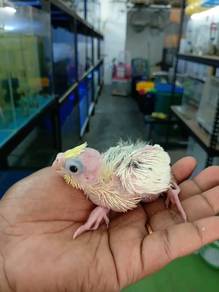 Burung pied pastle