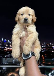Golden Rettiver e
