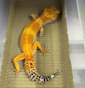 Leopard Gecko