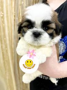 FSS33_K65 little cute Shih Tzu puppies