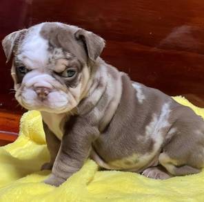 ENGLISH BULLDOG PUPPIES  Male C013