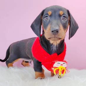 Dachshund